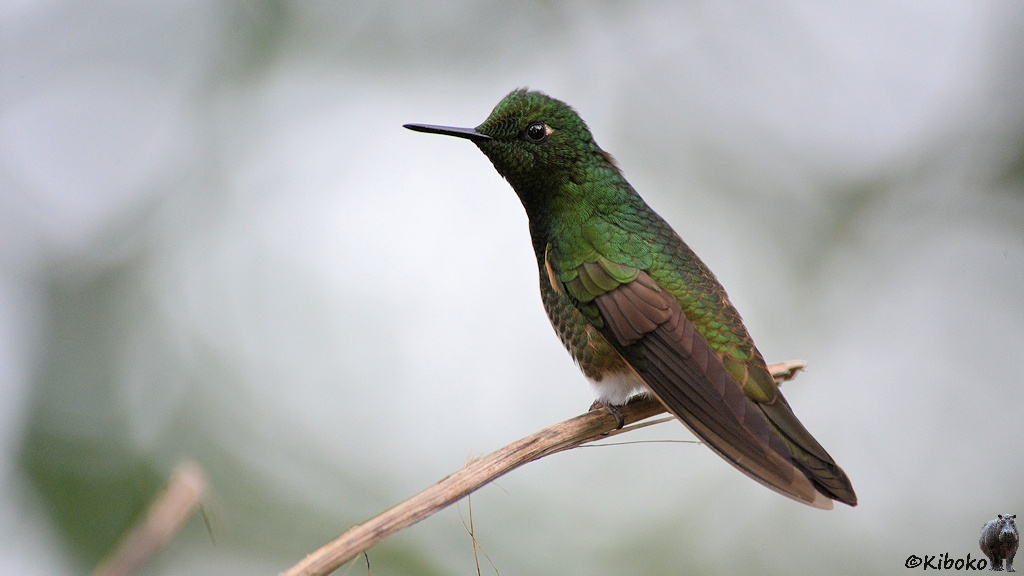 Das Bild zeigt einen grünen Kolibri mit schimmernden Gefieder. Die Beinfedern sind weiß. Er sitzt auf einem Stock.