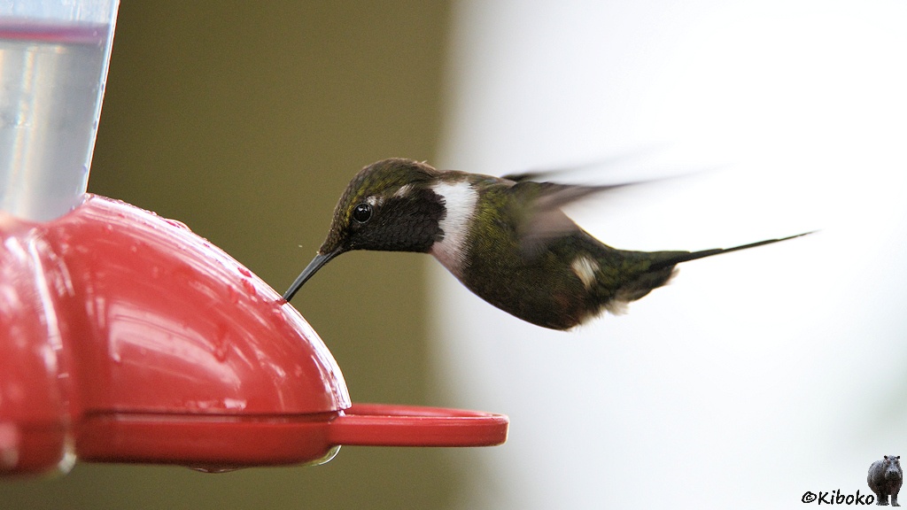 Das Bild zeigt einen kleinen grünen Vogel mit weißer Halsbinde, der im Flug seinen spitzen Schanbel in den roten Feeder steckt.