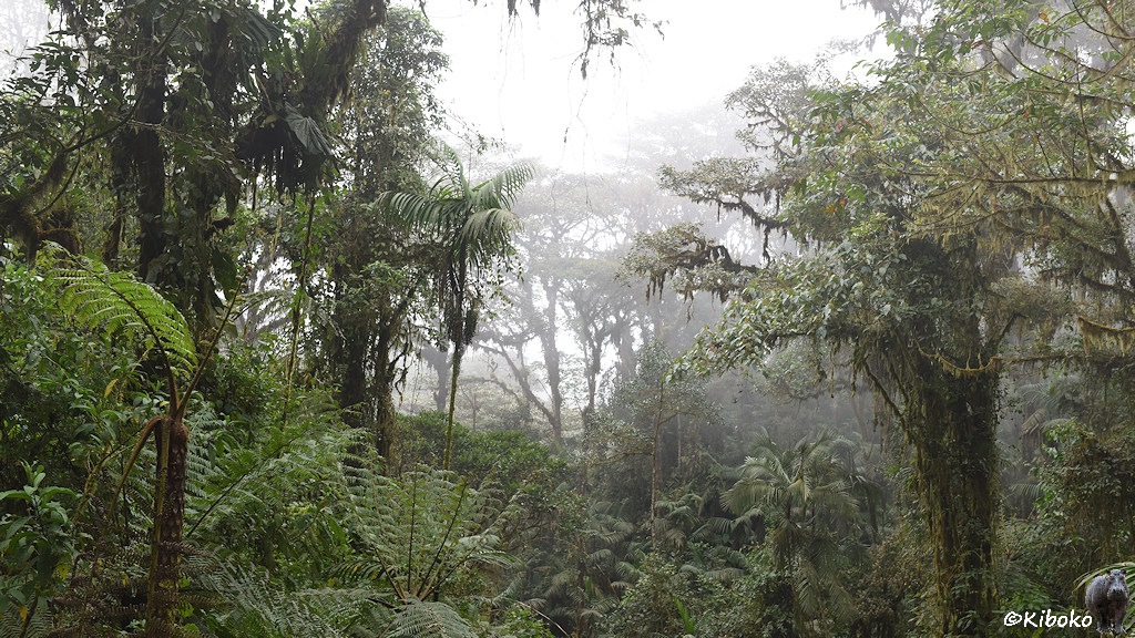 Das Bild zeigt dicht mit Moos bewachsene Bäume im Regenwald. Im Vordergrund stehen Farne.
