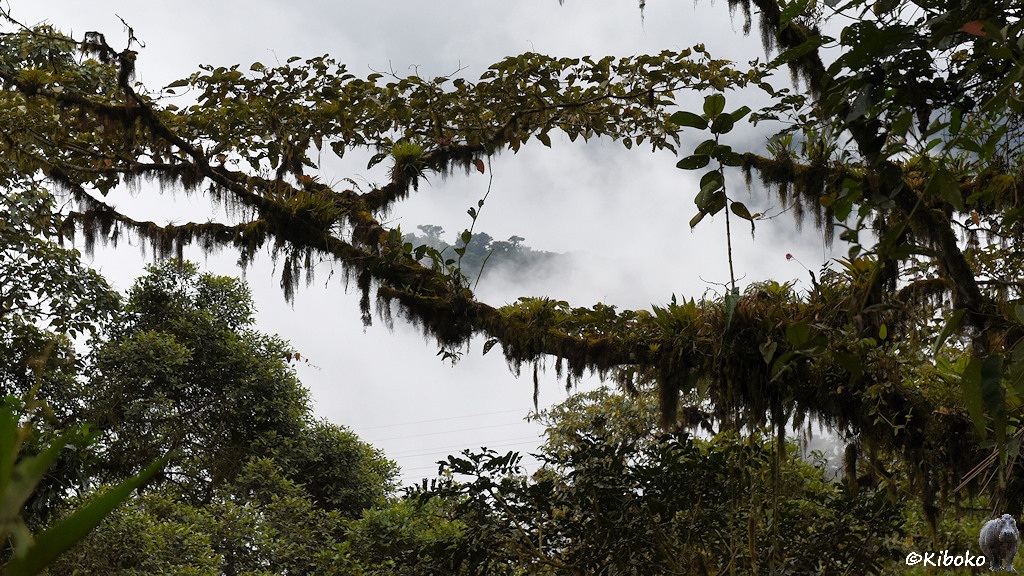 Das Bild zeigt quer durch das Bild laufende Äste an denen Mosse hängen und auf denen Bromelien wachsen. Im Hintergrund ziehen Wolken. Nur eine Bergspitze schaut heraus.