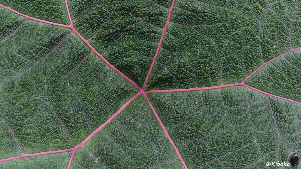 Das Bild zeigt eine Detailaufnahme eines großen grünen Blattes mit rosaroten Adern, die sternformig aus der Mitte an den Rand führen und sich weiter aufteilen.