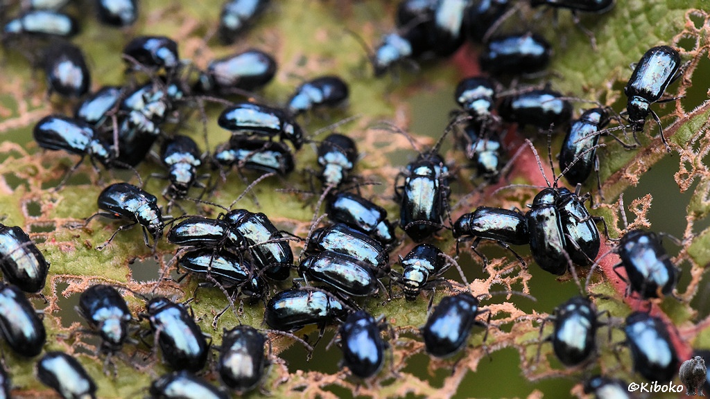Das Bild zeigt ungefähr 50 blau-metallik schimmernde Käfer auf einem durchlöcherten Blatt.
