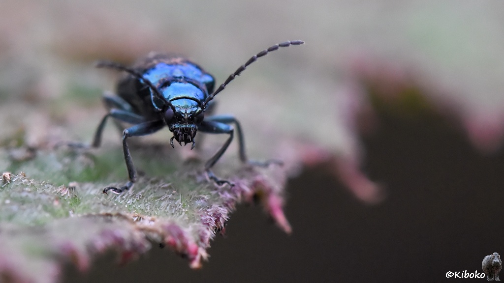 Das Bild zeigt einen blaumetalligschimmernen Käfer an der angefressenen Kante eines Blattes.
