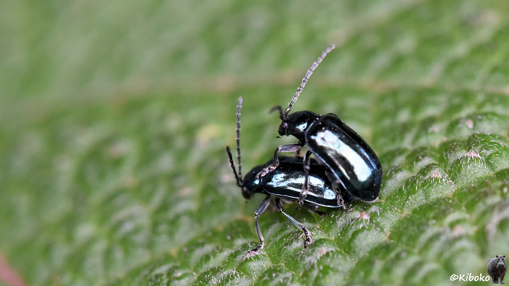 Das Bild zeigt zwei schwarze Käfer mit blau glänzenden Körpern beim kopulieren auf einem grünen Blatt.
