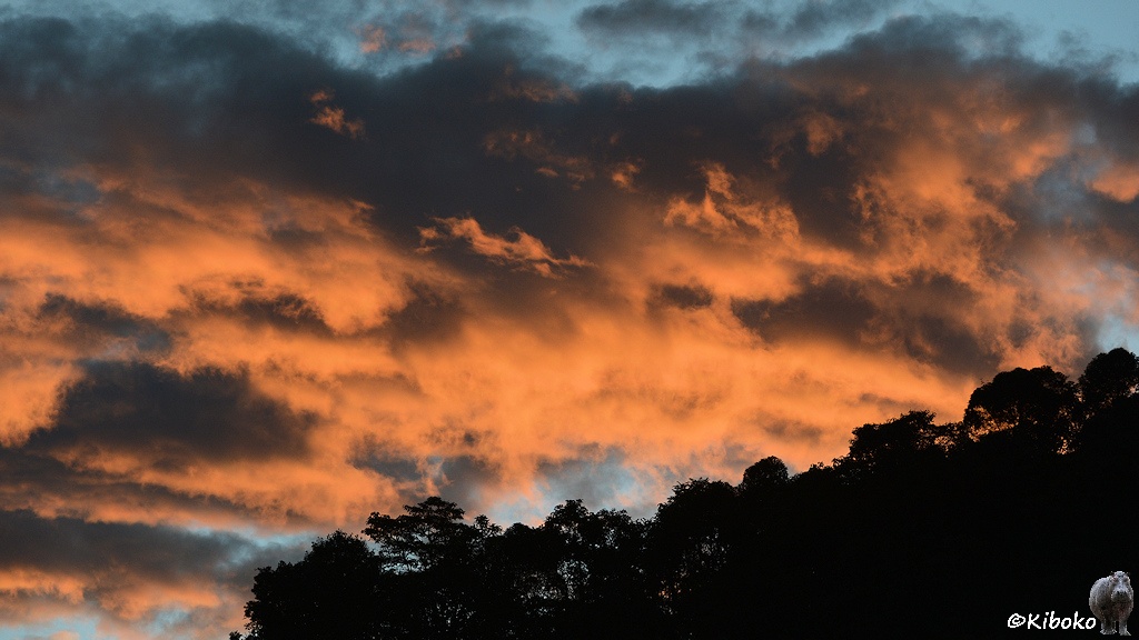 Das Bild zeigt orangefarbene Wolken, die von unten von der Sonne angestrahlt werden. Darunter ist schwarzer Regenwald im Schatten.