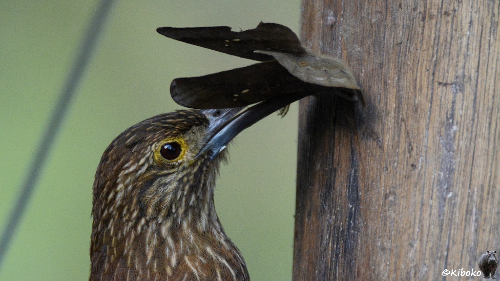 Das Bild zeigt das Porträt eines braunen Vogels mit schmalen weißen Streifen, während er an einem Holzbalken einen großen dunkelgrauen Falter packt.