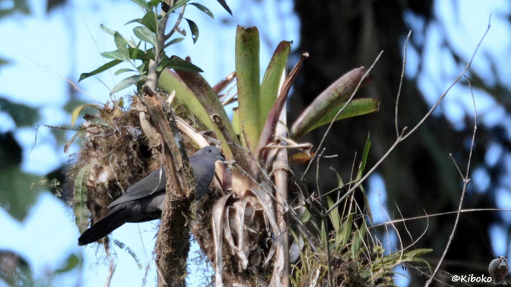 Das Bild zeigt eine graue Taube auf einem vor einer halb vertrockneten Bromelie weit oben in einem Baum.