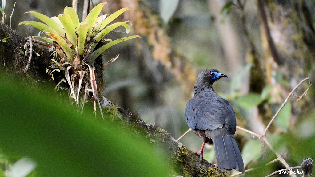 Das Bild zeigt einen dunkelgrauen Vogel schräg von hinten auf einem schräg nach links ansteigenden Ast. Das Gesicht ist kräftig blau. Im Vordergrund sind unscharfe Bereiche durch nahes Blattwerk.