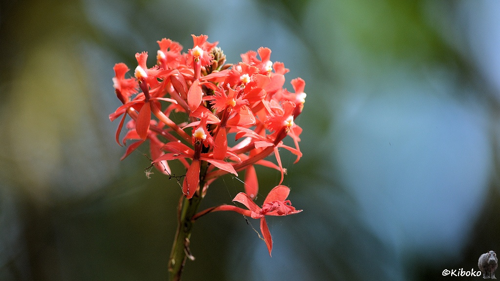 Das Bild zeigt eine Blütendolde mit vielen kleinen roten Blüten.