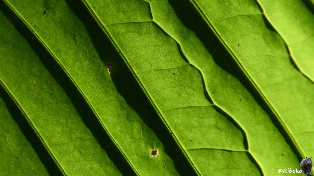 Das Bild zeigt ein Detail eines größeren grünen Blattes. Geradlinie Stege verlaufen schräg nach links oben.