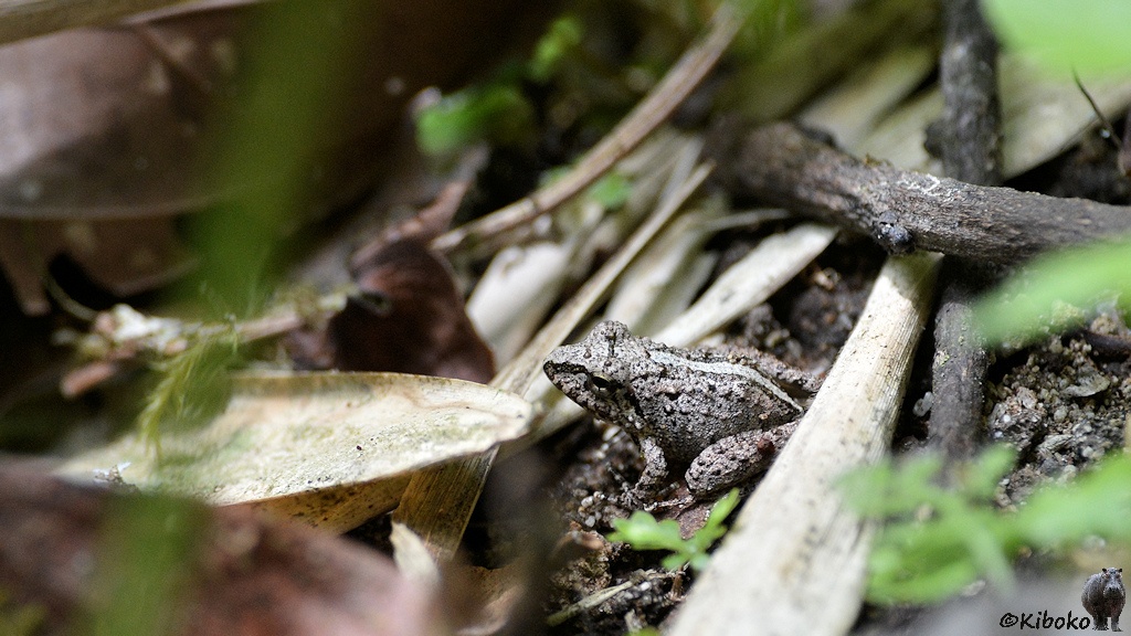 Das Bild zeigt einen graubraunen Frosch mit dunklen Punkten und hellen Streifen auf dem Rücken. Der Frsoch sitzt auf dem Boden zwsichen trockenen Blättern.