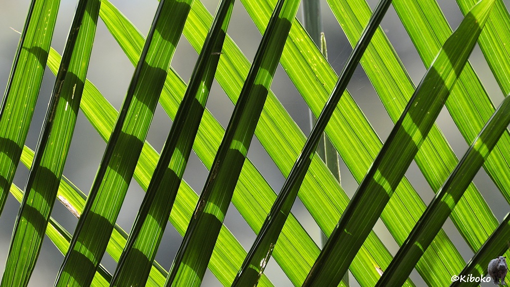 Das Bild zeigt einen Ausschnitt von zwei sich überkreuzenden Palmenblätter gegen das Licht.