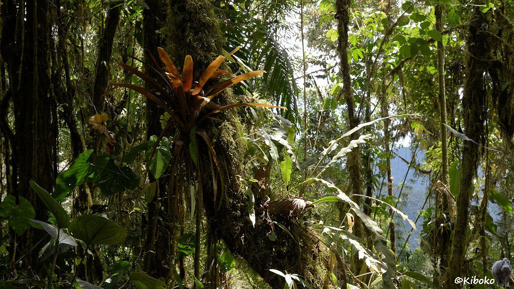 Das Bild zeigt einen Waldausschnitt mit dünnen, bemoosten Stämmen. Bromelien und Farne leben an dem Baumstämmen. Durch eine schmale Lichtung ist der gegenüberliegende Berghang sichtbar.