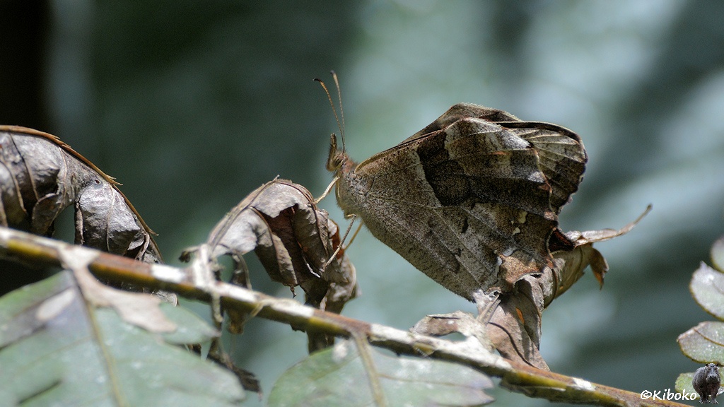 Das Bild zeigt braunen Schmetterling von der Seite. Er sitzt auf einem trockenen Ast mit trockenen braunen Blättern.