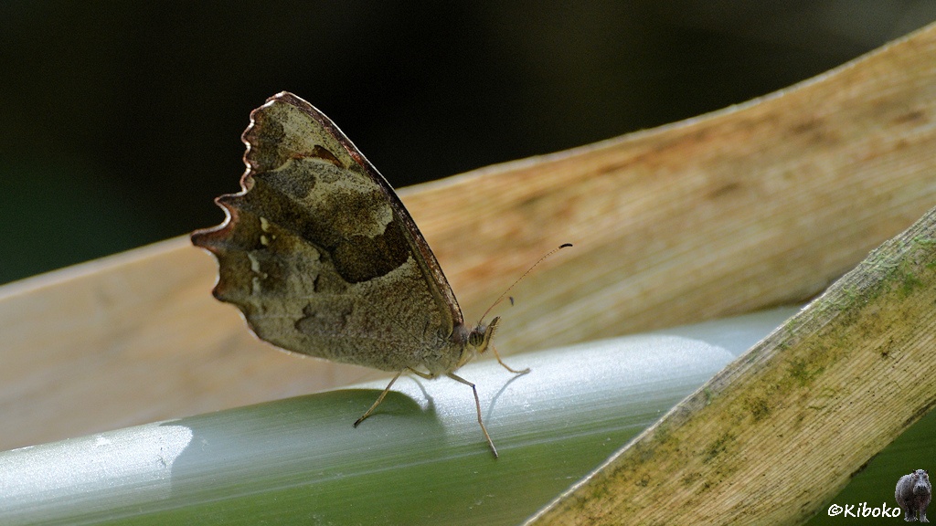Das Bild zeigt brauner Schmetterling mit einem Muster eines verwesenden Blattes sitzt auf einem grünen Blatt.