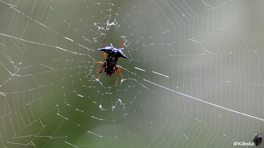 Das Bild zeigt ein helles Spinnennetz in der eine Spinne mit dünnen orangen Beinen sitz.