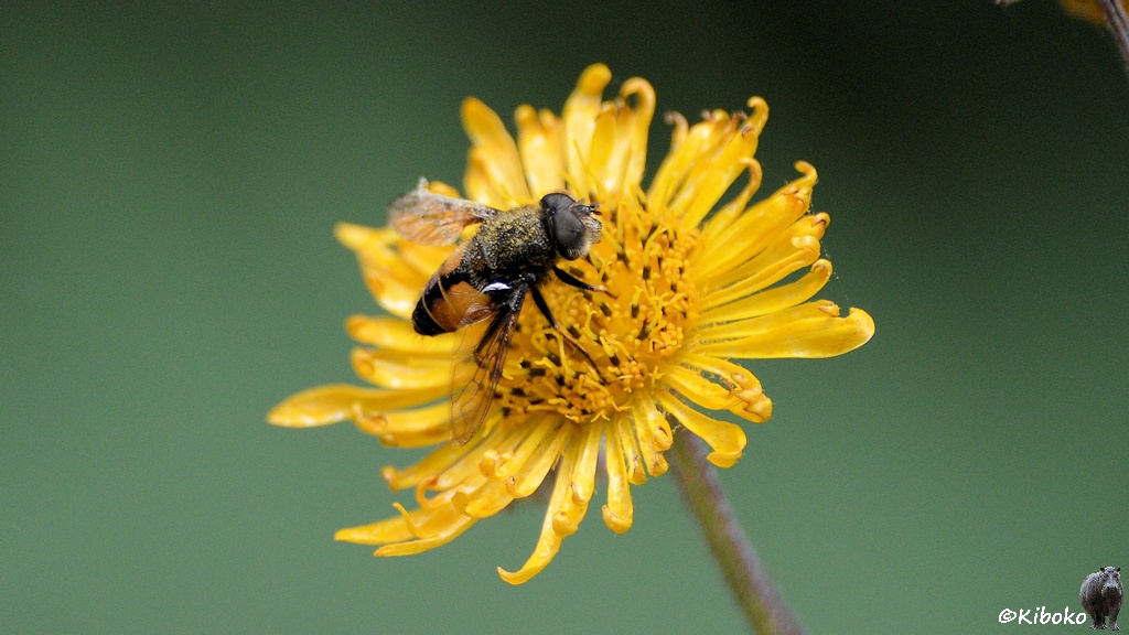 Das Bild zeigt eine komplett gelbe Blume ähnlich einer Magerite. Im Zentrum krabbelt eine Biene mit gelbem Körper und schwarzen Längsstreifen.