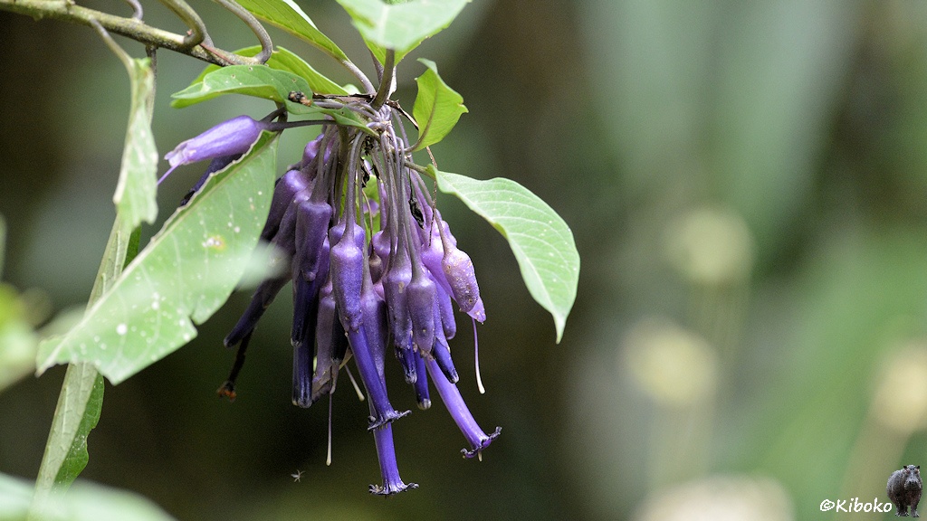 Das Bild zeigt eine Traube trichterförmiger, violetter Blüten, die mit der Öffnung nach unten hängen.