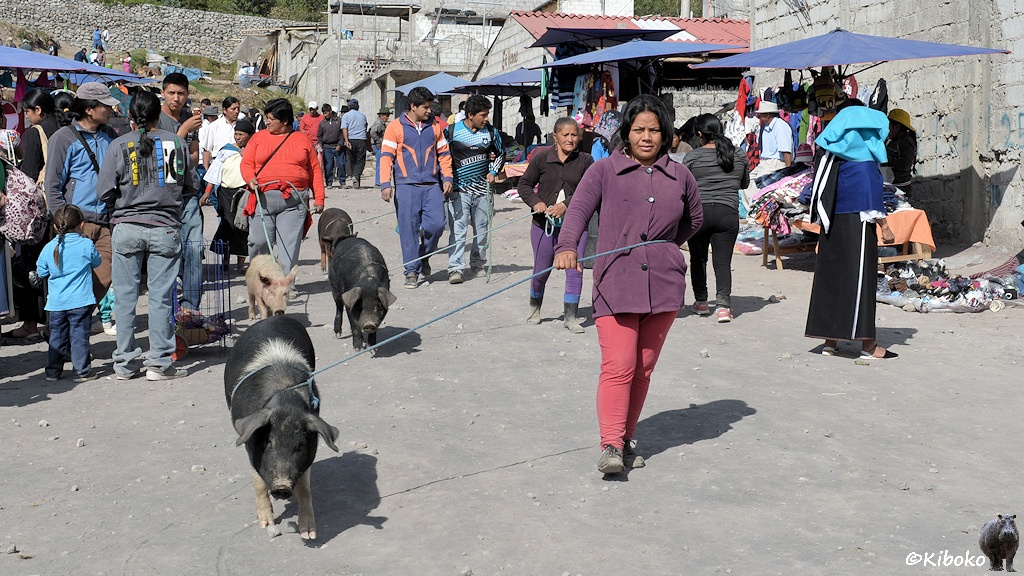 Das Bild zeigt mehrere Frauen auf einem breiten Weg zwischen Marktständen. Sie haben jeweils ein schwarzes Schwein an einer blauen Leine.