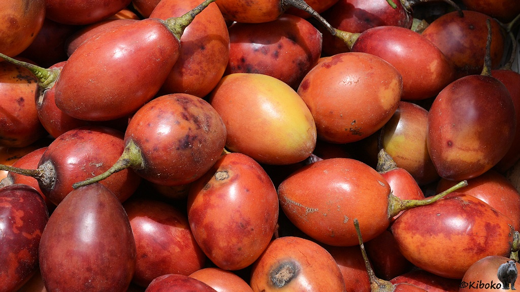 Das Bild zeigt rote pflaumenförmige aber etwas größer als Früchte mit grünem Stil.