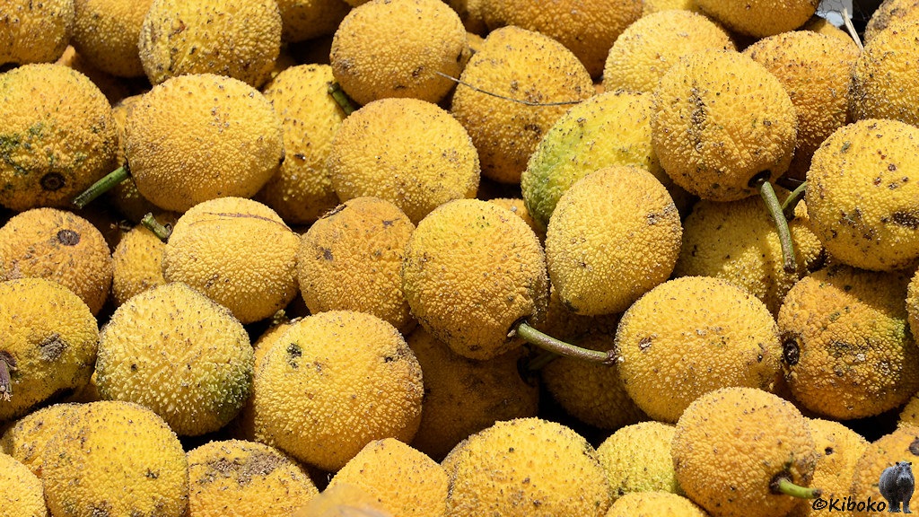 Das Bild zeigt gelbe runde Früchte mit genoppter Obefläche. Einige haben einen kurzen grünen Stil.