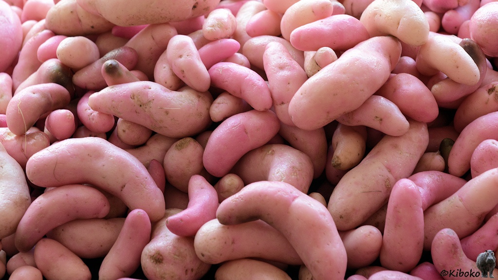 Das Bild zeigt kleine rosane Kartoffeln in länglicher, gekrümmter Form.