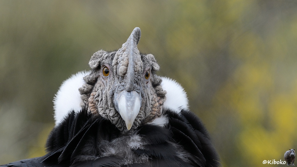 Das Bild zeigt das Porträt eines schwarzen Vogels mit weißer Halskrause und grauem, federlosen Kopf von vorn. Der Kopf hat viele senkrechte Falten.