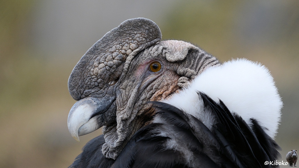 Das Bild zeigt das Porträt eines schwarzen Vogels mit weißer Halskrause von der Seite. Der Vogel hat einen hellen Hakenschnabel und einen grauen Kamm.