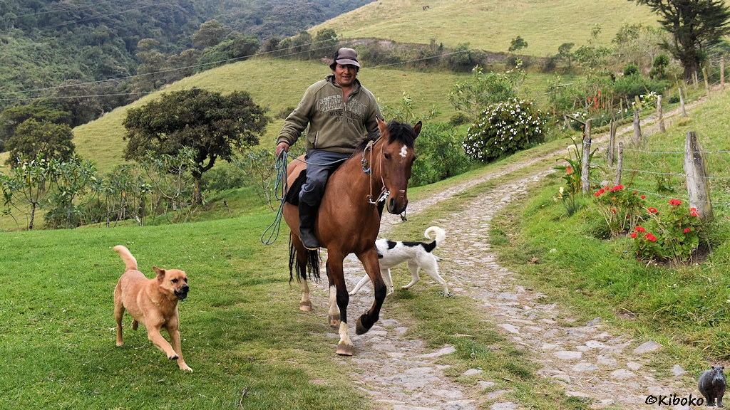Das Bild zeigt einen Reiter in oliver Joppe und blauer Hose auf einem braunen Pferd. Ein brauner und ein weiß-schwarzer Hund laufen um das Pferd. Der Reiter kommt einen gepflasterten Weg der von roten Blumen gesäumt ist.