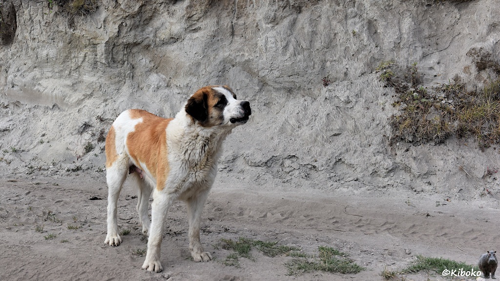 Das Bild zeigt einen großen Hund mit dichtem Fell. Der Bernhardiner hat einen weißen Bauch und weiße Brust, einen hellbraunen Rücken und eine weiße Schnauze.