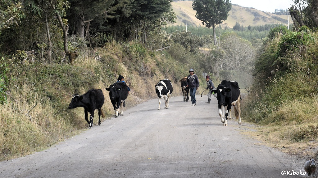 Das Bild zeigt eine graue Schotterstraße, die in einer Rechtskurve in einem Einschnitt verschwindet. Auf der Straße kommen 5 schwarz-weiße Kühe, soweie drei Personen entgegen.