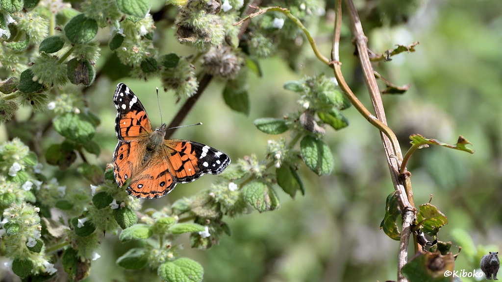 Das Bild zeigt einen Schmetterling mit orangen Flügeln. Die oberen Ecken sind schwarz mit weißen Punkten. Der Schmetterling sitzt auf einer Rankpflanze mit kleinen weißen Blüten.