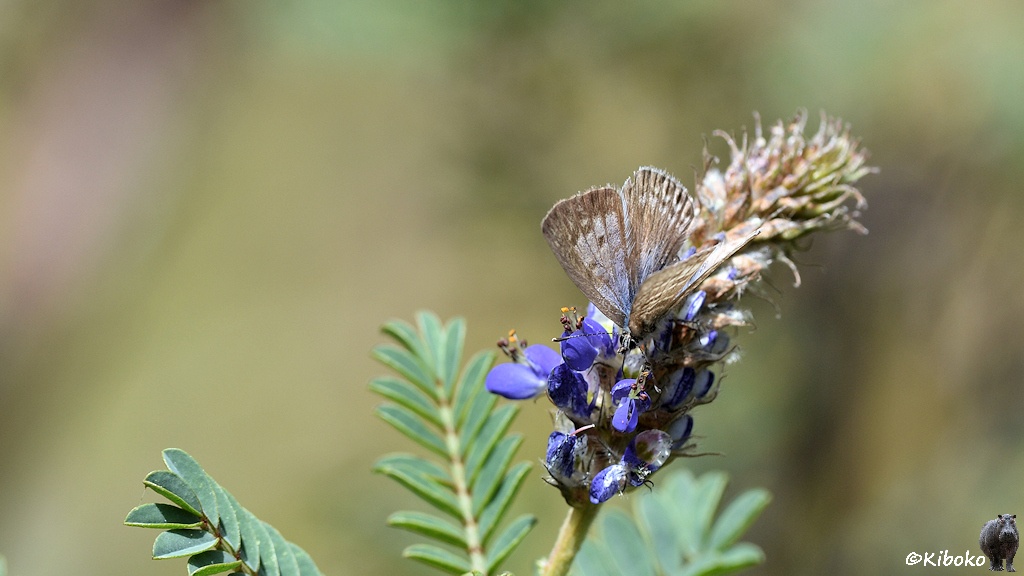 Das Bild zeigt zwei graubraune Schmetterlinge auf einer blauen Blume, ähnlich einer Lupine.