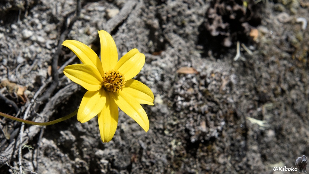 Das Bild zeigt eine gelbe Blüte mit 8 Blütenblättern.
