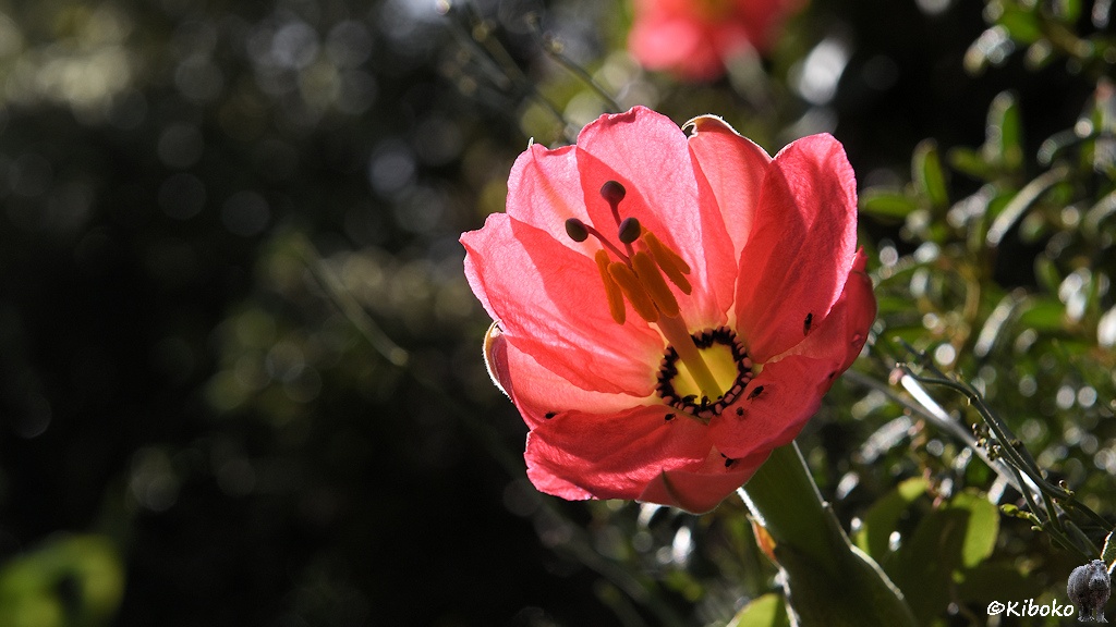 Das Bild zeigt eine rote geöffnete Blüte in der Form einer Tulpe. Darin sind drei violette Stempel und ein Ring aus gelbem Staubblättern.