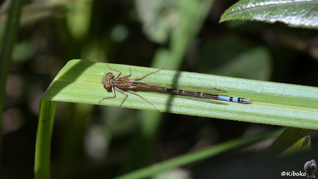 Das Bild zeigt eine braune Libelle, die sich mittig an einem langen, schmalen Blatt klammert. Der lange Schwanz hat 6 schwarze Ringe. Zwischen den letzten beiden Ringen ist der Schwanz hellblau.