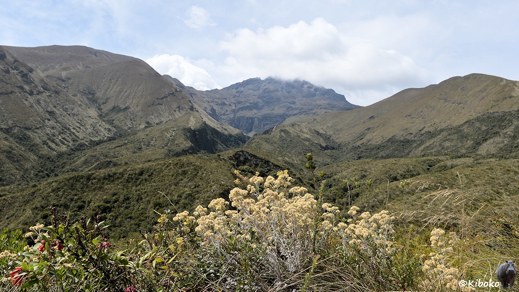 Das Bild zeigt eine Berglandschaft. Im Vordergrund sind trockene, beige Blumen. Im Hintergrund ist ein hoher Berg, dessen Spitze in Wolken liegt.