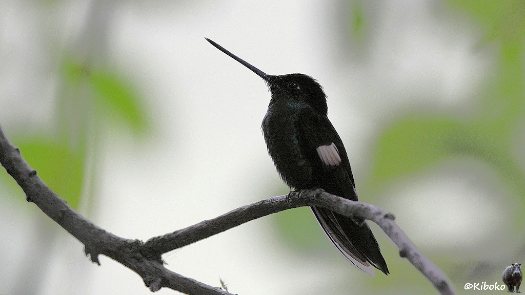 Das Bild zeigt einen dunkelgrünen Vogel mit dunklem Rücken, dunklen Flügeln und langen spitzen schwarzen Schnabel. An den Flügelfedern hat er seitlich einen weißen Fleck. Der Vogel sitzt auf einem trockenen Ast. Der Hintergrund ist unscharf und sehr hell.