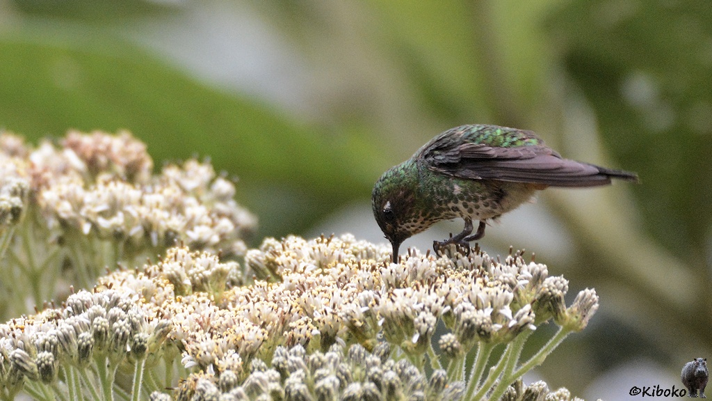 Das Bild zeigt einen grünen Kolibri mit weißer Brust, die grüne Flecken hat, auf einer Blume mit vielen weißen Blüten. Der Vogel bückt sich und steckt die Schnabelspitze in eine Blüte.