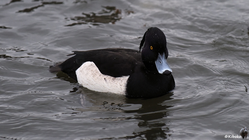 Eine schwarze Ente mit weißen Seiten, schwarzen Schnabel und gelborangem Auge schwimmt auf dem Wasser.