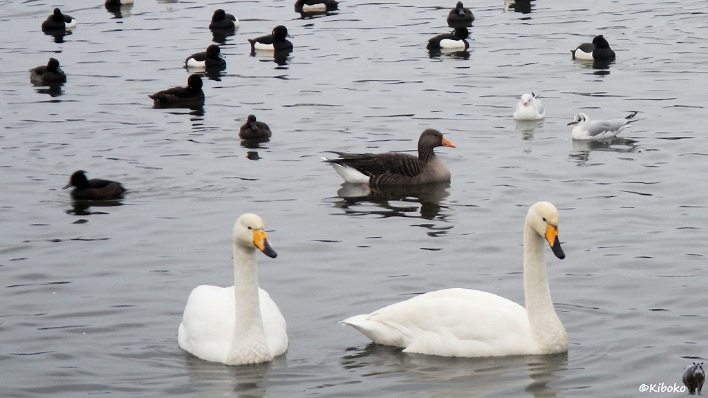 Wasservögel schwimmen auf dem Wasser. Im Vordergrund sind zwei weiße Schwäne mit schwarz-gelben Schnabel. Dahinter schwimmt eine braune Gans sowie braune und schwarz-weiße Enten.