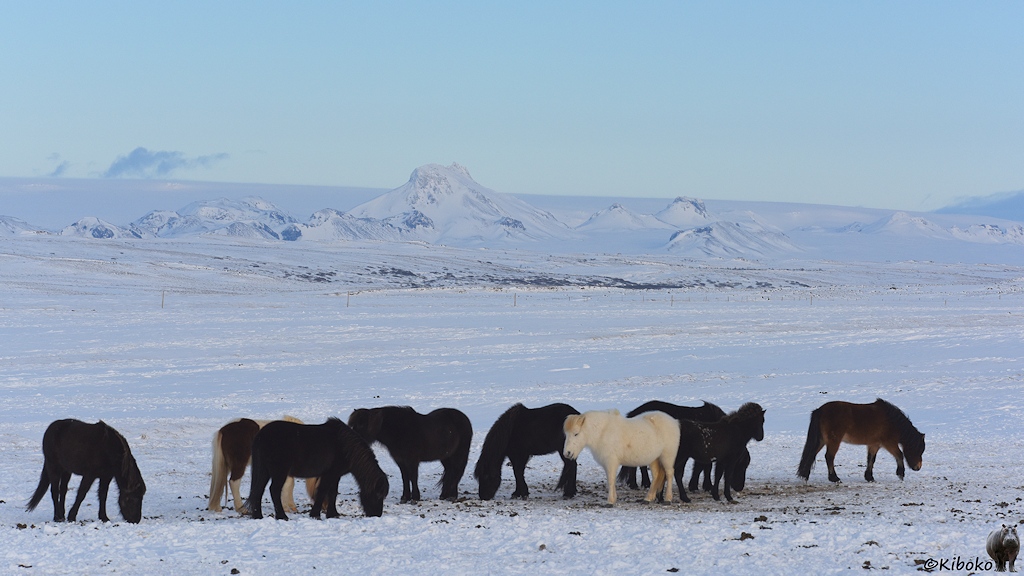 Das Bild zeigt zehn Pferde auf einer riesigen, schneebedeckten Koppel. Die meisten Pferde sind schwarz, eins ist weiß, ein dunkelbraun mit schwarzer Mähne und eins ist braun-weiß gefleckt mit blonder Mähne. Die Pferde suchen an einen Futterplatz nach Resten im Schnee. Im Hintergrund sind schneebedeckte Berge.