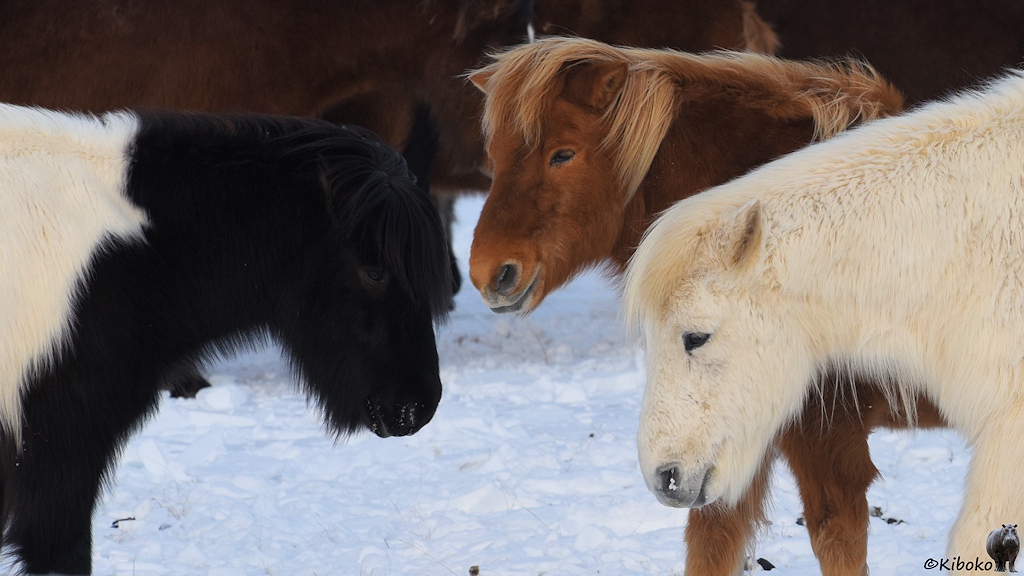 Das Bild zeigt drei Pferdeköpfe, die im Kreis stehen. Ein Pferd ist weiß, eins ist braun im blonder Mähne und das dritte ist schwarz mit einem weißen Rücken.