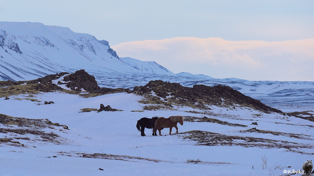 Ein braunes und ein schwarzes Islandpferd stehen auf einer felsigen, Wiese mit großen Schneeflecken. Im Hintergrund sind schneebedeckte Berge.