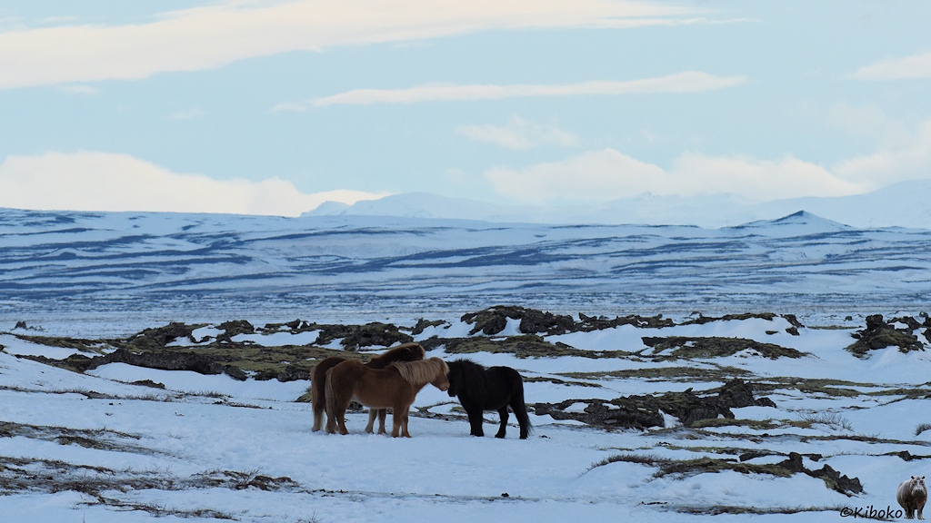 Drei Islandpferde stehen auf einer felsigen, Wiese mit großen Schneeflecken. Im Hintergrund ist eine baumlose, schneebedeckte Ebene.