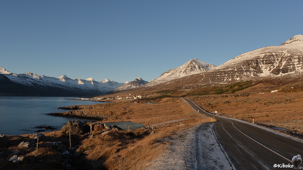 Eine Teerstraße führt entlang eines Fjordes durch gelbbraune Wiesen. Im Hintergrund ist eine Ortschaft. Darum sind schneebedeckte Berge.