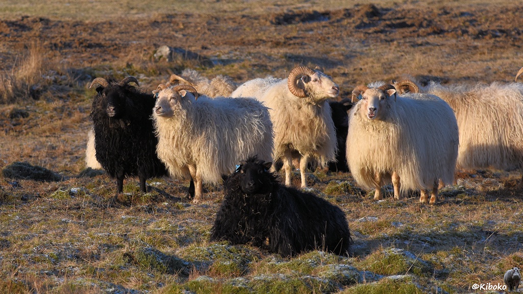 Drei weiße Schafe und zwei schwarze Schafe schauen in die Kamera.
