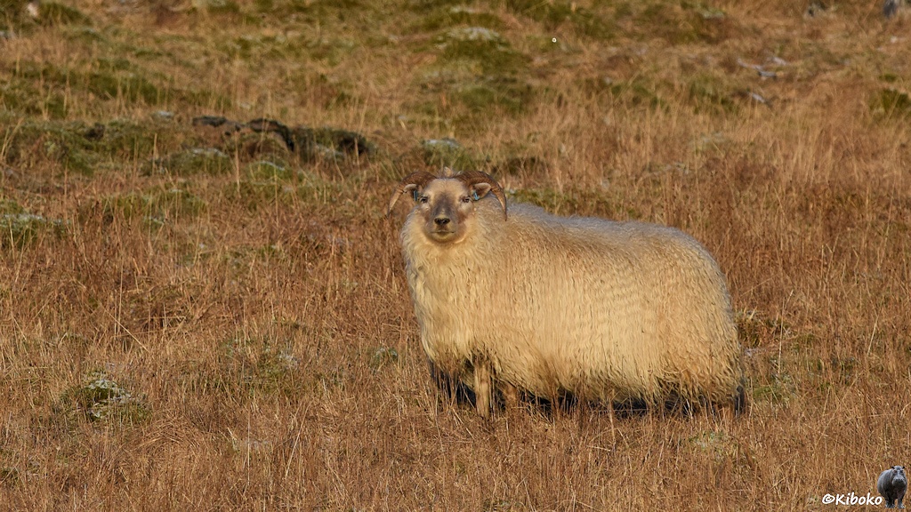 Ein weißes Schaf mit geschwungenen Hörnern und sehr langem weißen Fell steht auf eine Wiese aus trockenem Gras und schaut in die Kamera.
