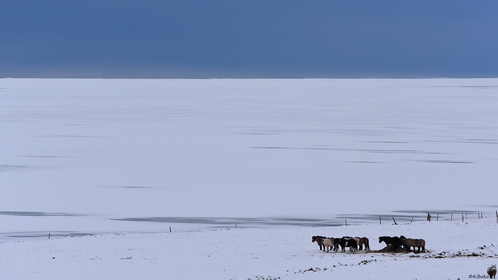 Das Bild zeigt eine Gruppe brauner, schwarzer und weißer Pferde um einen Heuhaufen. Die Pferde stehen vor einer weiten, weißen Ebene. Darüber ist ein dunkler graublauer Himmel.