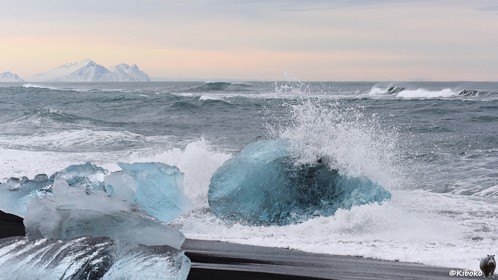 Das Bild zeigt mehrere hellblaue Eisblöcke am schwarzen Strand. Eine Welle bricht sich am ersten Eisblock.